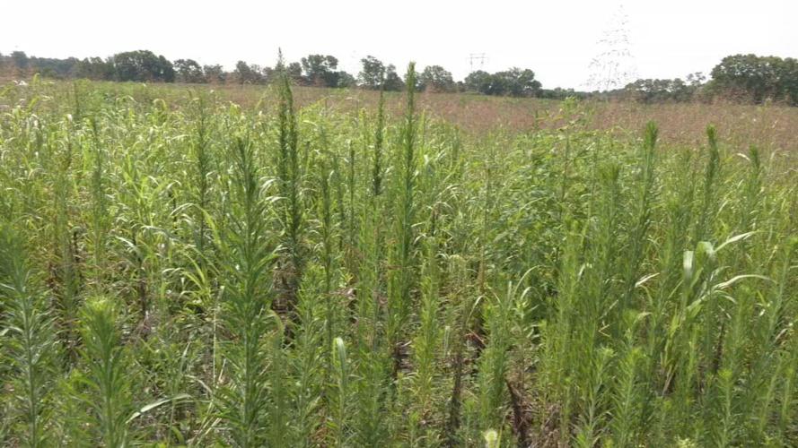 Site of future family park in Charlestown, Indiana