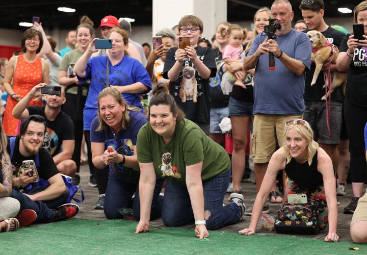 People cheer on pugs at Bluegrass Pugfest