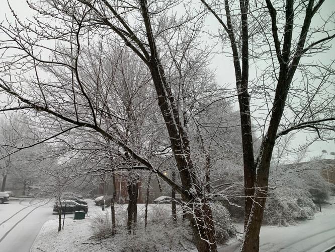 Snow in Clifton Heights 1-27-21 (3)