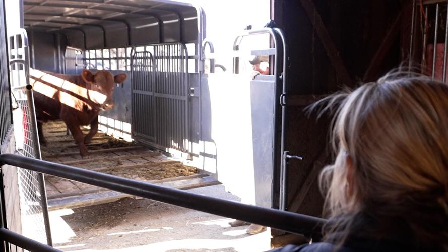 Final Cow Rescue 4.jpg