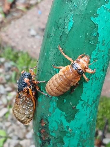 cicada12.jpg