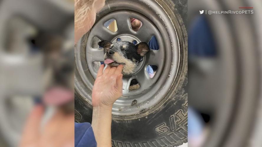 PUPPY HEAD STUCK IN WHEEL 4VO