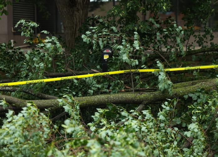 Tree fallen on 7th Street in Louisville