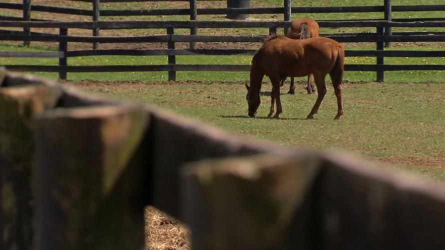 Old Friends Farm (thoroughbred retirement farm)