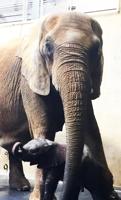 Louisville Zoo shares photos of newborn elephant calf's first week