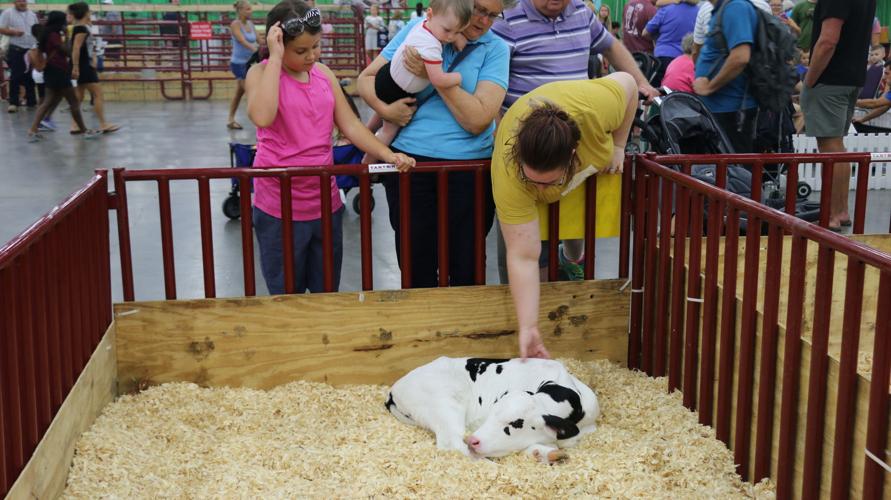 KENTUCKY STATE FAIR 2019 - LIVESTOCK COWS(18).jpg
