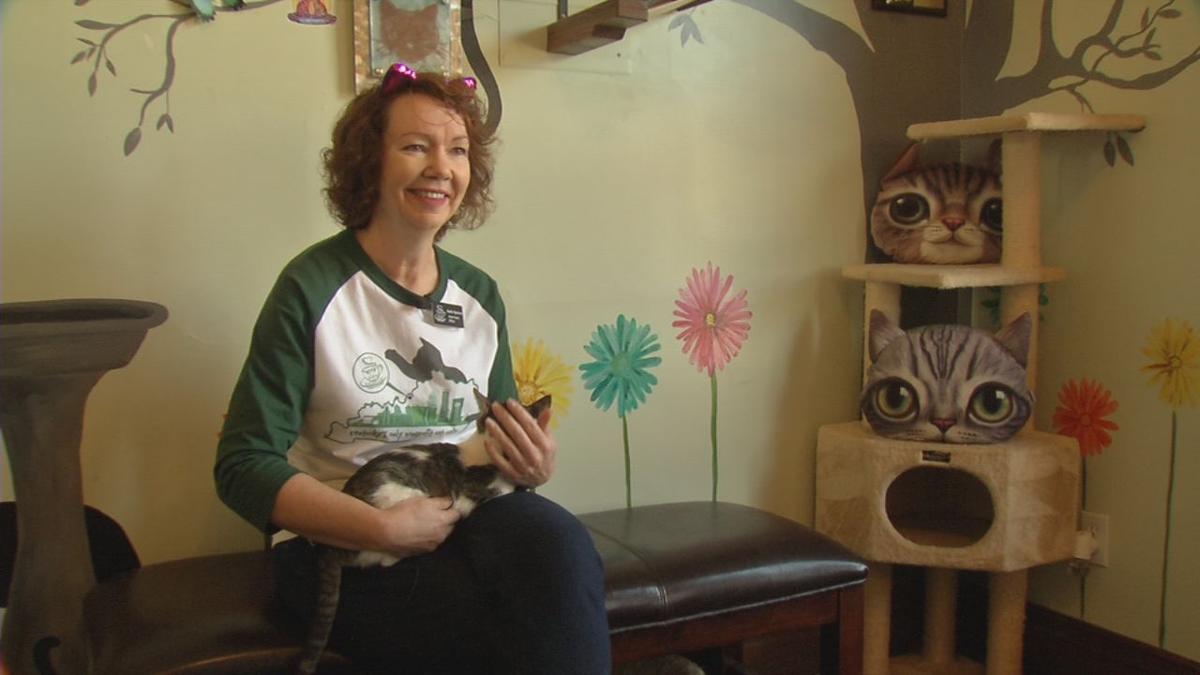 Owner of Lucky Cat Cafe Lounge excited about new Fox Owner of Lucky Cat Cafe Lounge excited about new Fox