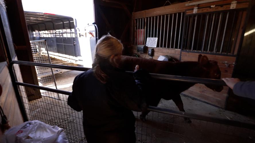 Final Cow Rescue 5.jpg