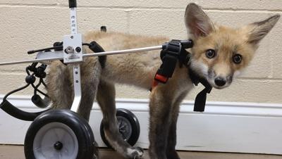 Asia, a 3-month-old fox rescued in Kentucky
