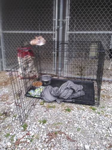 DOG LEFT OUTSIDE SHELTER DIES 5pVO