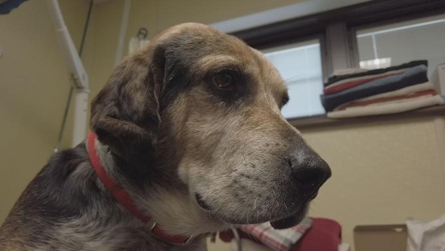 Dean was found in Breckinridge County. Witnesses say he was dragged by a truck. He's now looking for a home in Louisville.