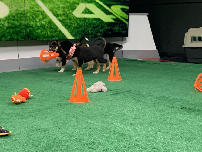 WDRB BARK BOWL 2023   (1).jpg
