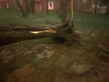 Tree uprooted in Fern Creek 4-13-22.jpg