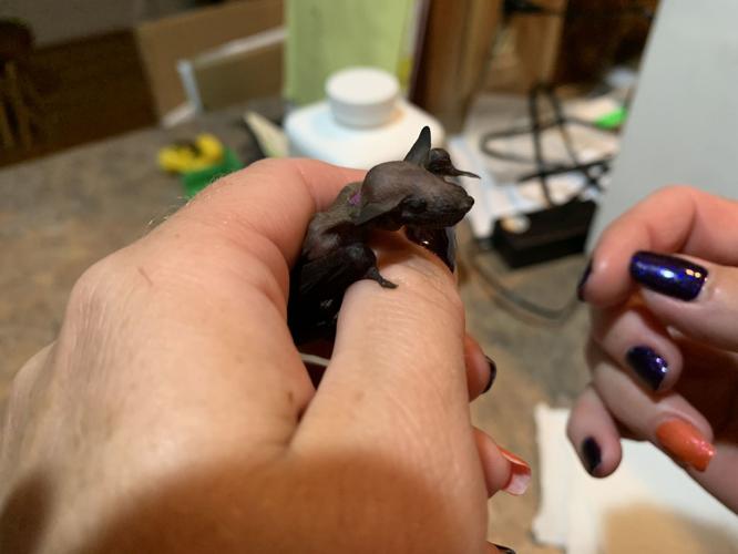 SECOND CHANCE WILDLIFE BABIES - KEITH KAISER - 6-18-19 (1).jpeg