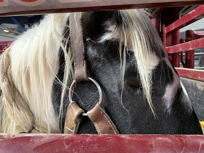Rodeo - Horse in Gate CU.jpeg