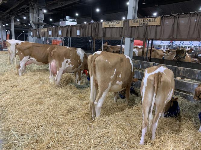 Kentucky State Fair West Wing Cattle