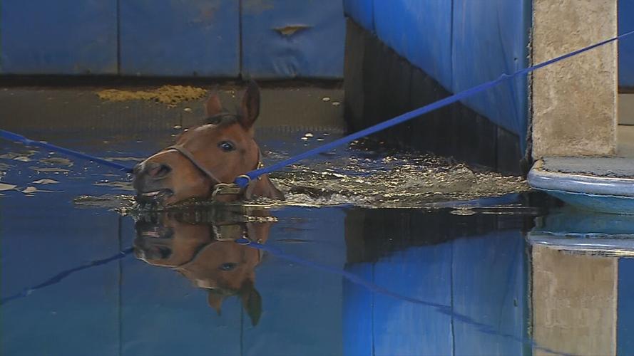 Horse swimming at KESMARC