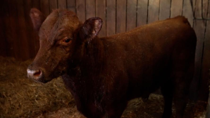 Final Cow Rescue 6.jpg