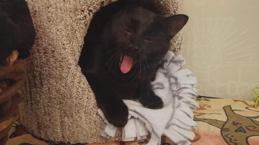 Fox show, Call me Kat creates frenzy at Louisville cat cafes