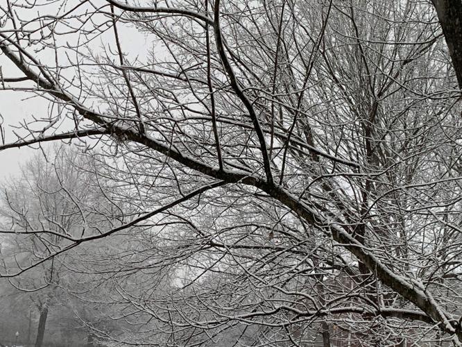 Snow in Clifton Heights 1-27-21 (2)