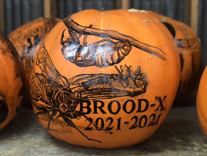 Brood X Cicada jack o' lantern