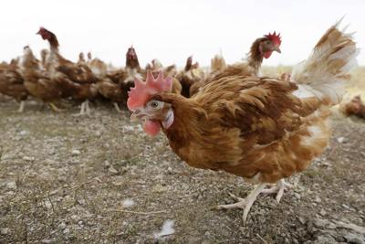 Chickens in pasture at organic farm in Iowa