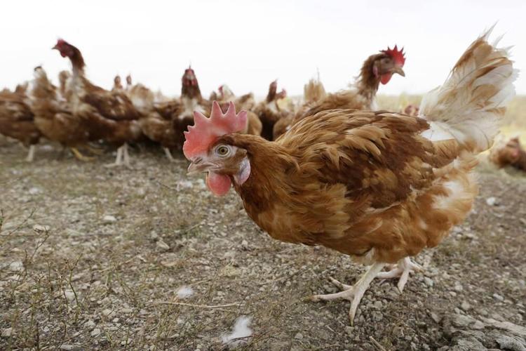 Chickens in pasture at organic farm in Iowa
