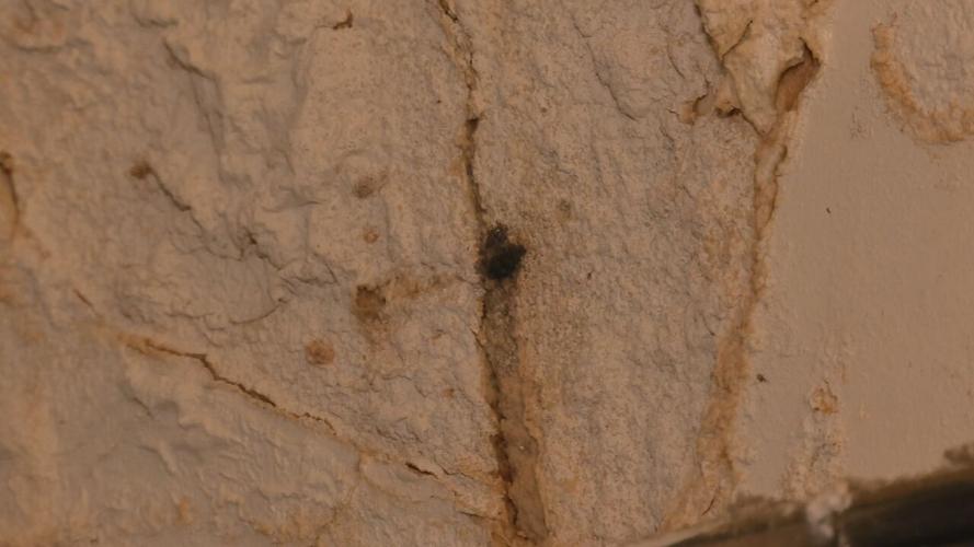 mold.jpeg