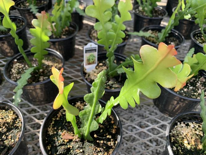 Plants inside greenhouse at Churchill Downs
