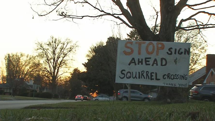 St. Matthews squirrel crossing (3).jpeg