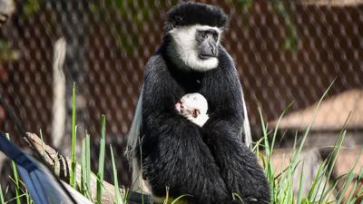 colobus monkey birth Louisville Zoo.jpg