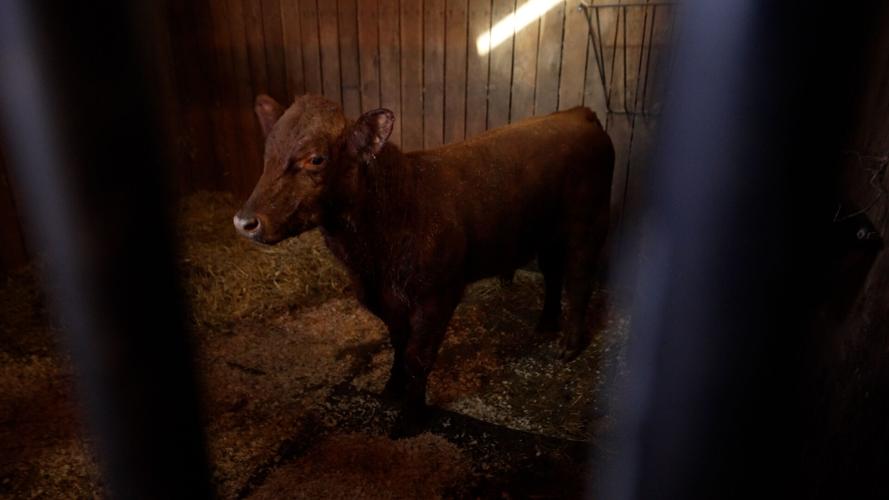 Final Cow Rescue 7.jpg