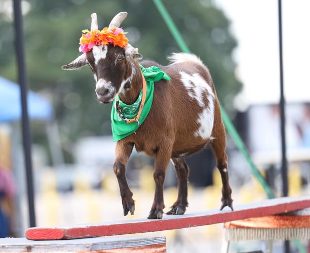 Pork Chop Revue goat