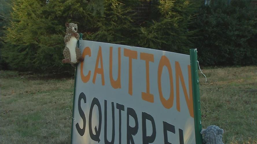 St. Matthews squirrel crossing (2).jpeg