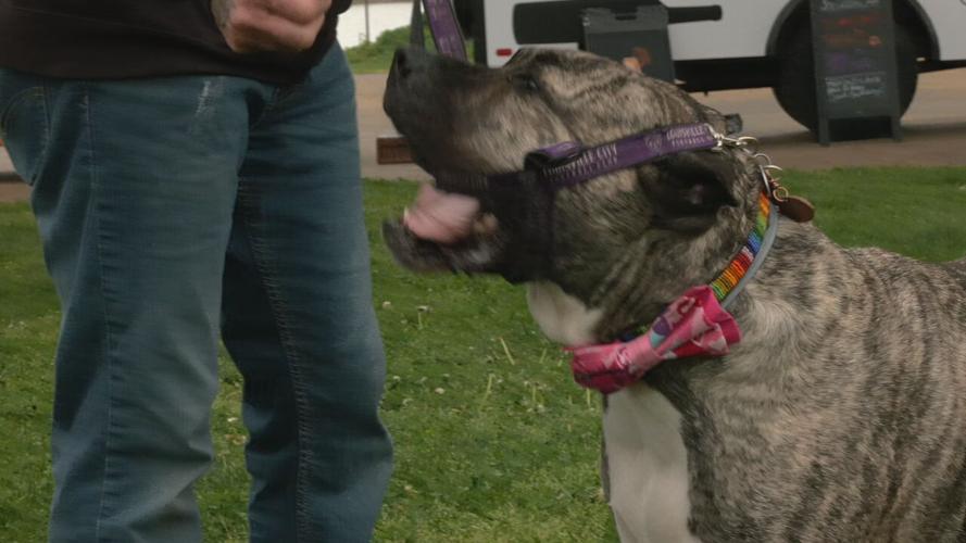 BARK AND BRUNCH AT THE WATERFRONT