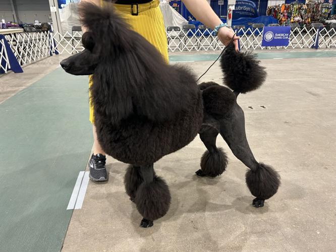 Hercules - Kentuckiana Cluster of Dog Shows