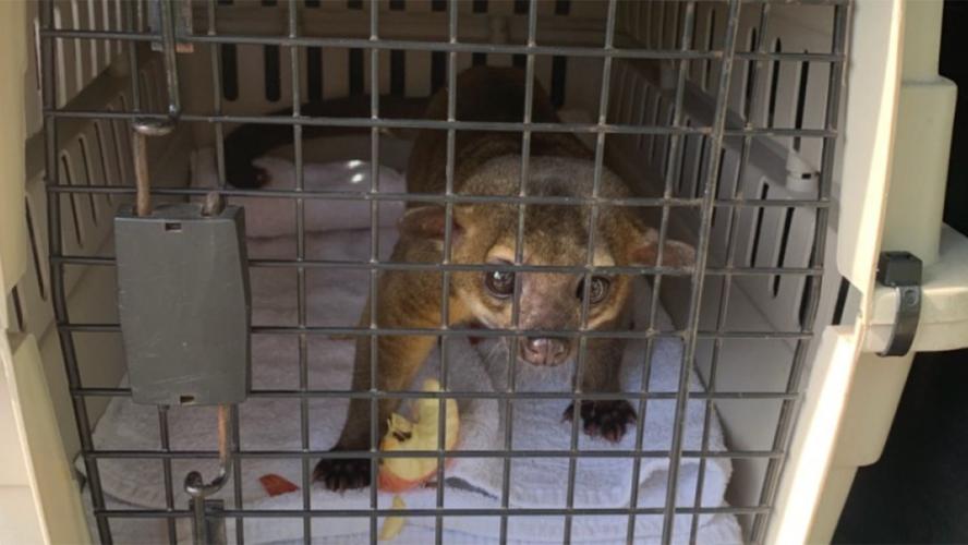 Kinkajou in Cage