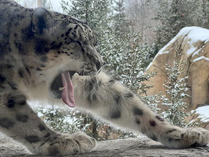 Snow leopard yawns during snow day in Louisville