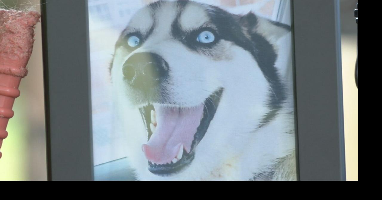 Louisville family says pack of 4 dogs killed 2 pets in one day; LMAS removed them more than a week later Family says dogs remained in the neighborhood for more than a week after fatal attack.