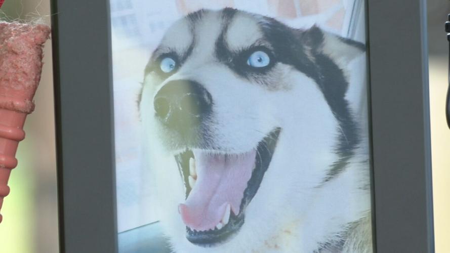 3-year-old Husky, Ghost