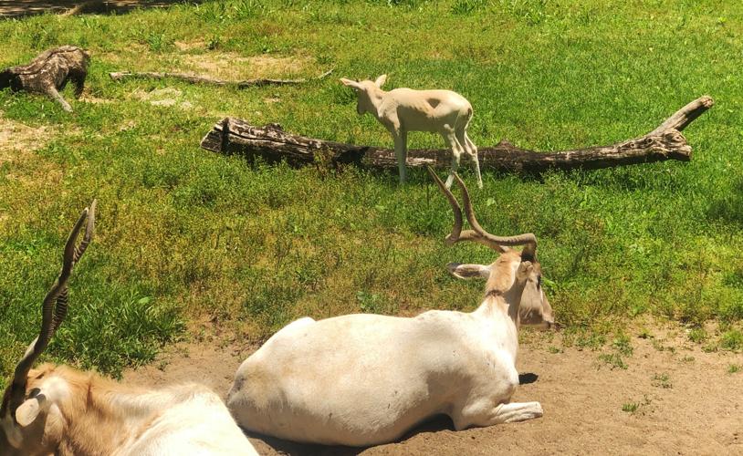 Louisville Zoo addax calf