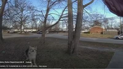 dog helps lmpd officers.jpeg