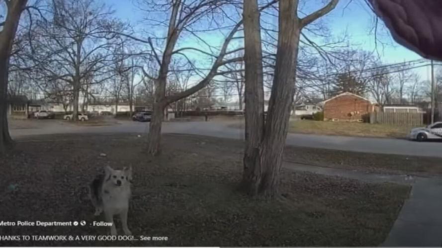 dog helps lmpd officers.jpeg