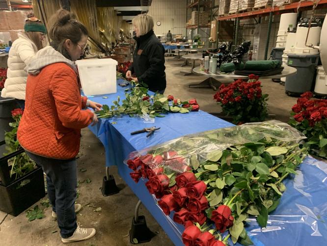 Derby 149 roses 5-3-23