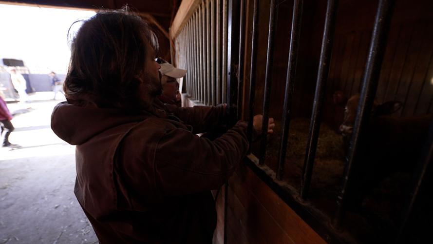 Final Cow Rescue 8.jpg