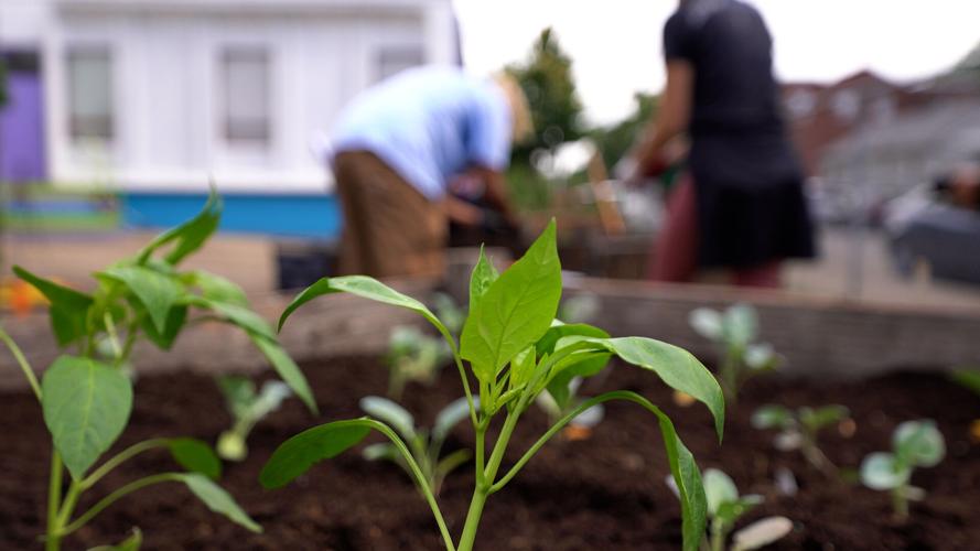 California Community Center Garden 5-25-2022 (3).jpg