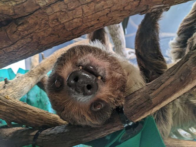Sunni the Sloth.jpg