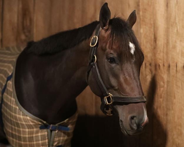 Forte - Arrival - Head Shot - Churchill Downs - 04-17-23 -01.jpg