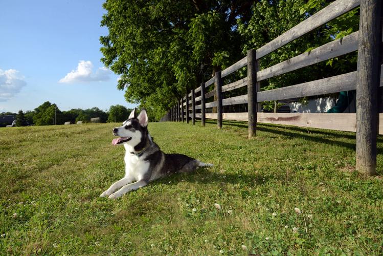 Thor, a 2020 Early Times 'All-American Dog'