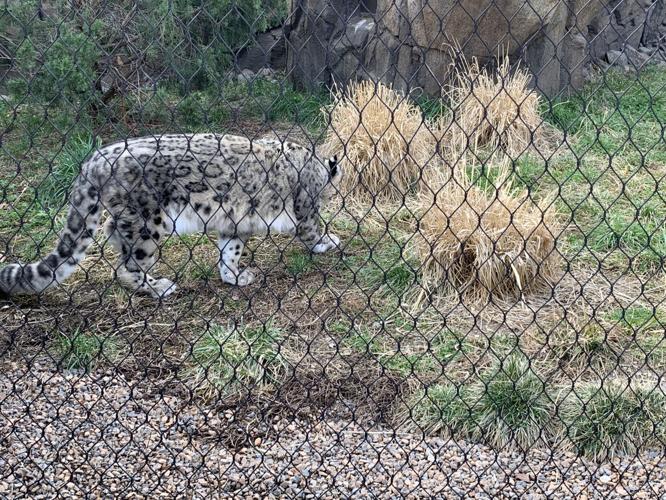 Louisville Zoo snow leopard